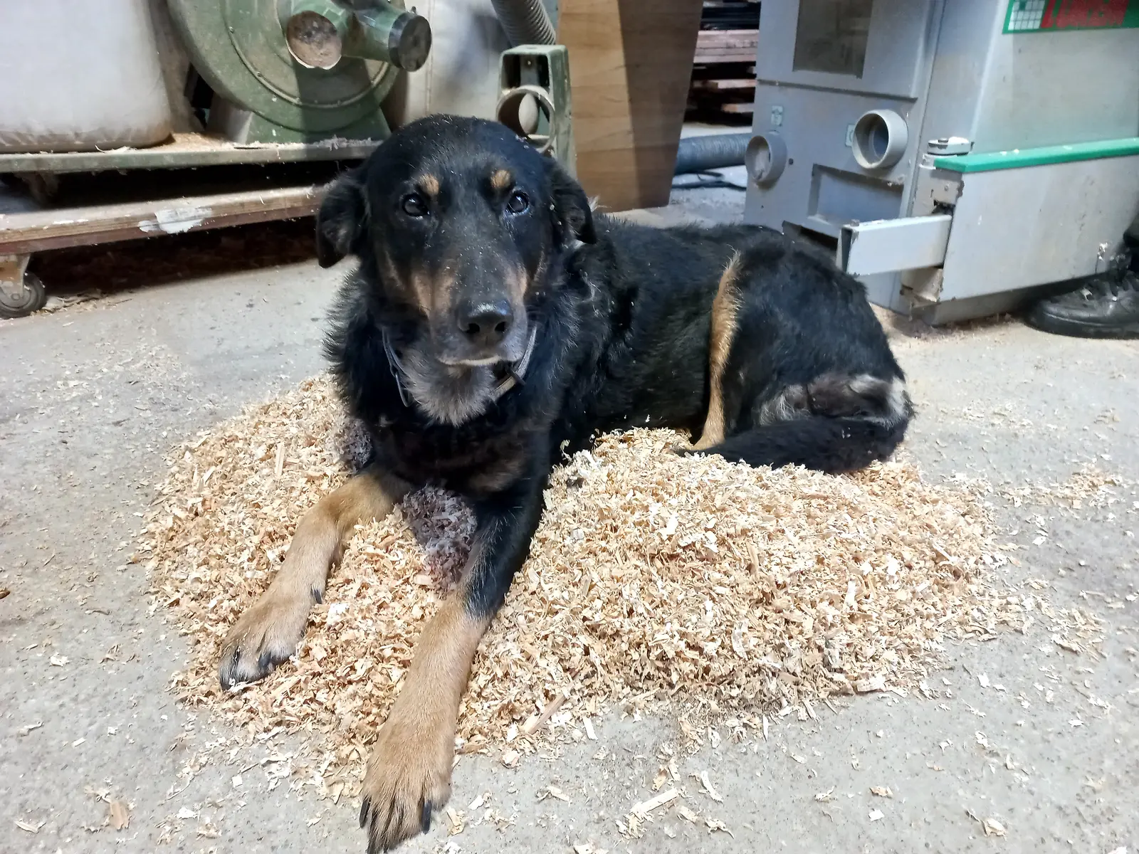Chienne noire et fauve couchée dans un tas de copeaux au milieu de l’Atelier