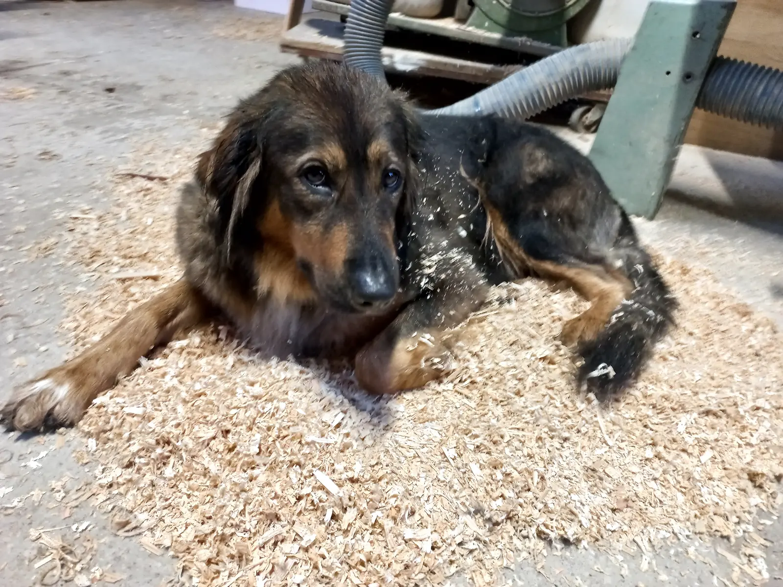 Seconde chienne noire et fauve installée dans les copeaux de bois de l’Atelier